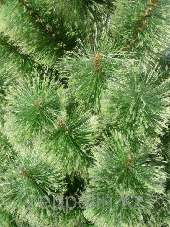 ёлки недорого в Алматы