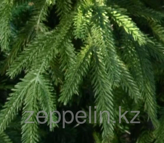 ёлка на новый год